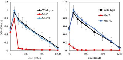 A magnesium transporter is involved in the cesium ion resistance of the high-concentration cesium ion-resistant bacterium Microbacterium sp. TS-1